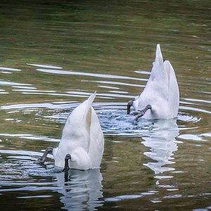 Trotz Bagger auf Futtersuche
