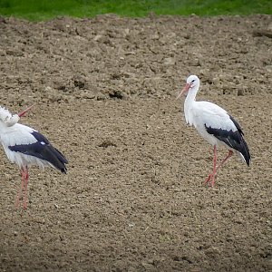 Futtersuche neben der Baustselle