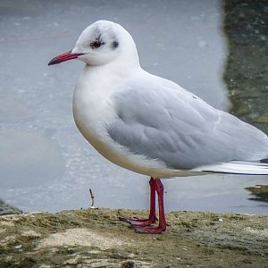 .....sie schaut zu.....