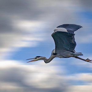 ..... er fl&uuml;chtet .....